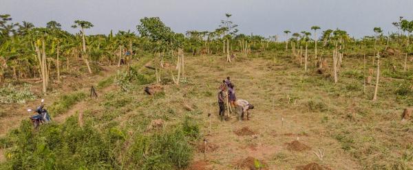 Field study on soil health in the Téné Classified Forest, Ivory Coast © CIRAD